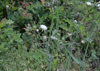 Raue Gänsedistel (Sonchus asper) - © Bernard Wieser