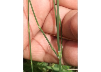 Sand-Schachtelhalm (Equisetum ramosissimum) - © Bernard Wieser