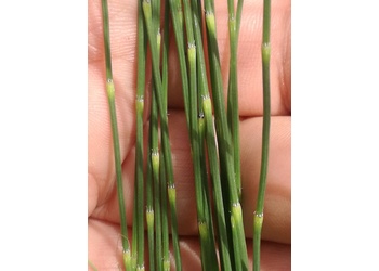 Sand-Schachtelhalm (Equisetum ramosissimum) - © Bernard Wieser