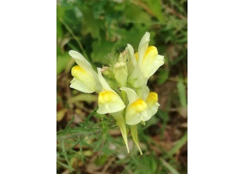 Gewöhnliches Leinkraut (Linaria vulgaris) - © Bernard Wieser