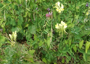 Gewöhnliches Leinkraut (Linaria vulgaris) - © Bernard Wieser