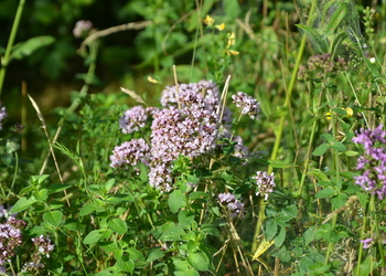 Echter Dost (Origanum vulgare) - © Bernard Wieser