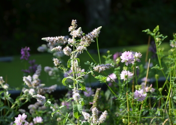 Ross-Minze (Mentha longifolia) - © Bernard Wieser