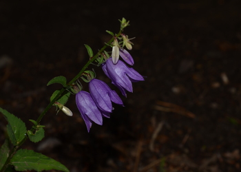 Acker-Glockenblume (Campanula rapunculoides) - © Bernard Wieser