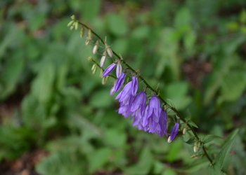 Acker-Glockenblume (Campanula rapunculoides) - © Bernard Wieser