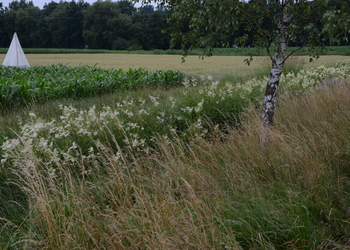 Großes Mädesüß (Filipendula ulmaria) - © Bernard Wieser