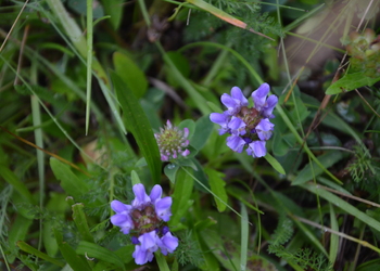 Großblütige Brunelle (Prunella grandiflora) - © Bernard Wieser