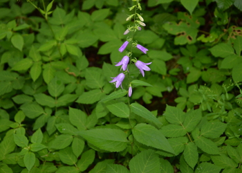 Breitblatt-Glockenblume (Campanula latifolia) - © Bernard Wieser