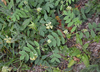 Süßer Tragant, Bärenschote (Astragalus glycyphyllos) - © Bernard Wieser