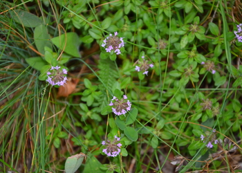 Feld-Quendel (Thymus pulegoides) - © Bernard Wieser