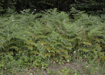 Adlerfarn (Pteridium aquilinum) - © Bernard Wieser