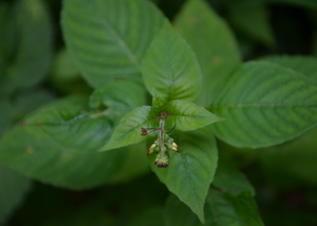 Wald-Hexenkraut (Circaea lutetiana) - © Bernard Wieser