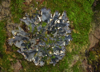 Hundsflechte (Peltigera polydactylon) - © Bernard Wieser