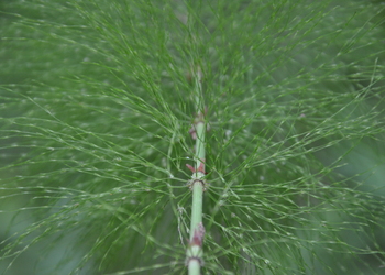 Wald-Schachtelhalm (Equisetum sylvaticum) - © Bernard Wieser