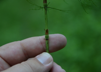Wald-Schachtelhalm (Equisetum sylvaticum) - © Bernard Wieser