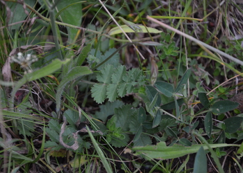 Klein-Bibernelle (Pimpinella saxifraga) - © Bernard Wieser