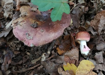 Fleischvioletter Heringstäubling (Russula graveolens) - © Bernard Wieser