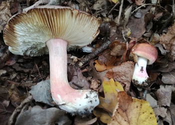 Fleischvioletter Heringstäubling (Russula graveolens) - © Bernard Wieser