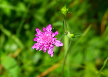 Wald Witwenblume (Knautia dryméia) - © Karoline Kreimer-Hartmann