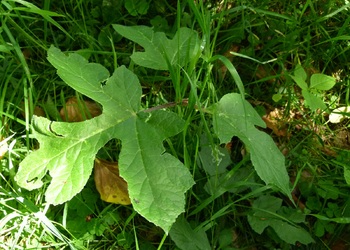 Wiesen Bärenklau (Heracleum sphondylium) - © Karoline Kreimer-Hartmann