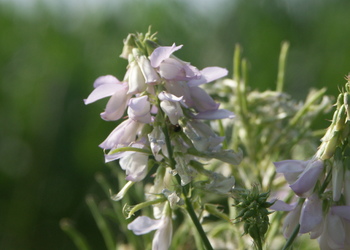Echte Geißraute (Galega officinalis) - © Bernard Wieser
