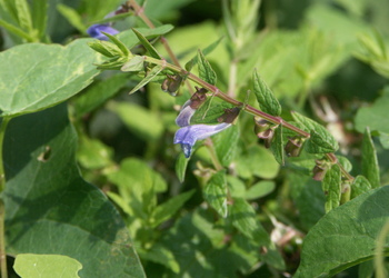Sumpf-Helmkraut (Scutellaria galericulata) - © Bernard Wieser