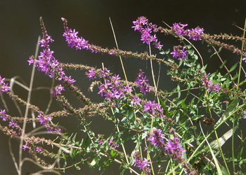 Gewöhnliche Blutweiderich (Lythrum salicaria) - © Bernard Wieser