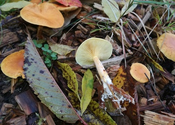 Gefleckter Flämmling (Gymnopilus penetrans) - © Bernard Wieser