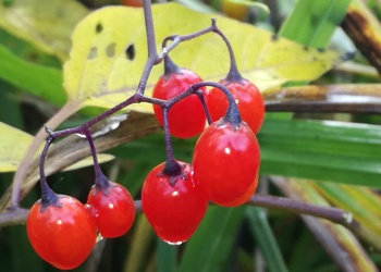 Bittersüßer Nachtschatten (Solanum dulcamara) - © Bernard Wieser