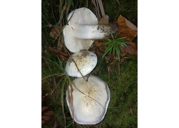 Seidiger Ritterling (Tricholoma columbetta) - © Bernard Wieser