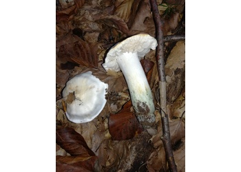 Seidiger Ritterling (Tricholoma columbetta) - © Bernard Wieser
