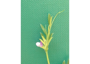 Platterbsen-Wicke (Vicia lathyroides) - © Bernard Wieser