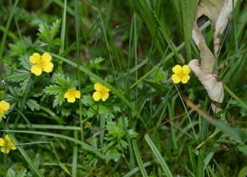 Blutwurz (Potentilla erecta) - © Bernard Wieser
