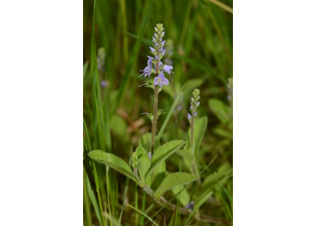 Echter Ehrenpreis, Wald-Ehrenpreis (Veronica officinalis) - © Bernard Wieser