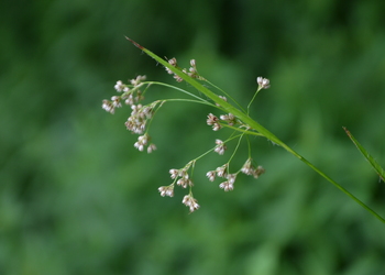 Weiß-Hainsimse (Luzula luzuloides) - © Bernard Wieser