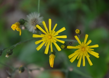 Wald-Habichtskraut (Hieracium murorum) - © Bernard Wieser
