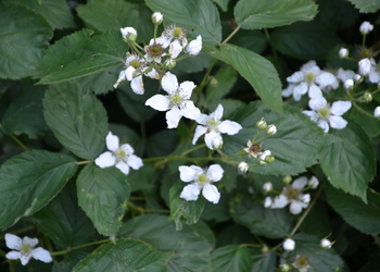 Eigentliche Brommbeere (Rubus fruticosus agg.) - © Bernard Wieser