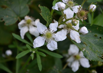 Eigentliche Brommbeere (Rubus fruticosus agg.) - © Bernard Wieser