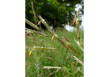 Aufrechte Trespe (Bromus erectus) - © Philipp Sengl