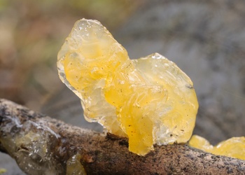 Goldgelber Zitterling (Tremella mesenterica) - © Michaela und Gernot Friebes
