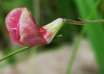 Gras-Platterbse (Lathyrus nissolia) - © Bernard Wieser