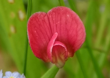 Gras-Platterbse (Lathyrus nissolia) - © Bernard Wieser