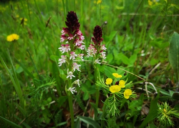 Brand-Knabenkraut (Neotinea ustulata) - © Bernard Wieser