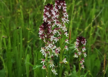 Brand-Knabenkraut (Neotinea ustulata) - © Bernard Wieser