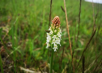 Brand-Knabenkraut (Neotinea ustulata) - © Bernard Wieser