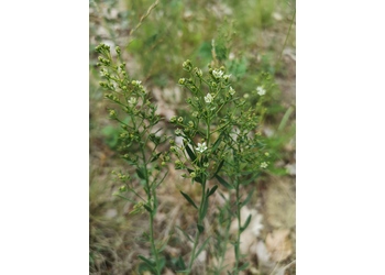 Bergflachs (Thesium linophyllum) - © Bernard Wieser