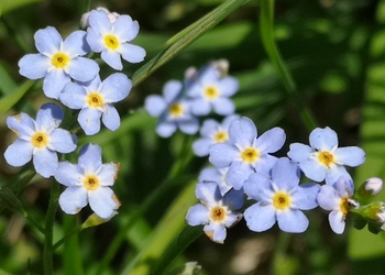 Sumpf-Vergissmeinnicht (Myosotis scorpioides) - © Bernard Wieser