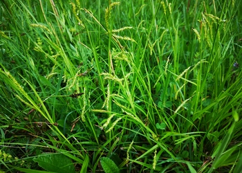 Wald-Segge (Carex sylvatica) - © Bernard Wieser