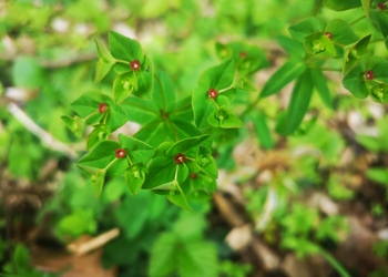 Süße Wolfsmilch (Euphorbia dulcis) - © Bernard Wieser