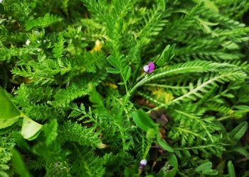 Platterbsen-Wicke (Vicia lathyroides) - © Bernard Wieser